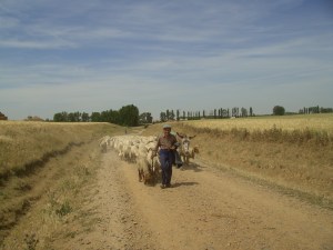 Vor Boadilla del Camino