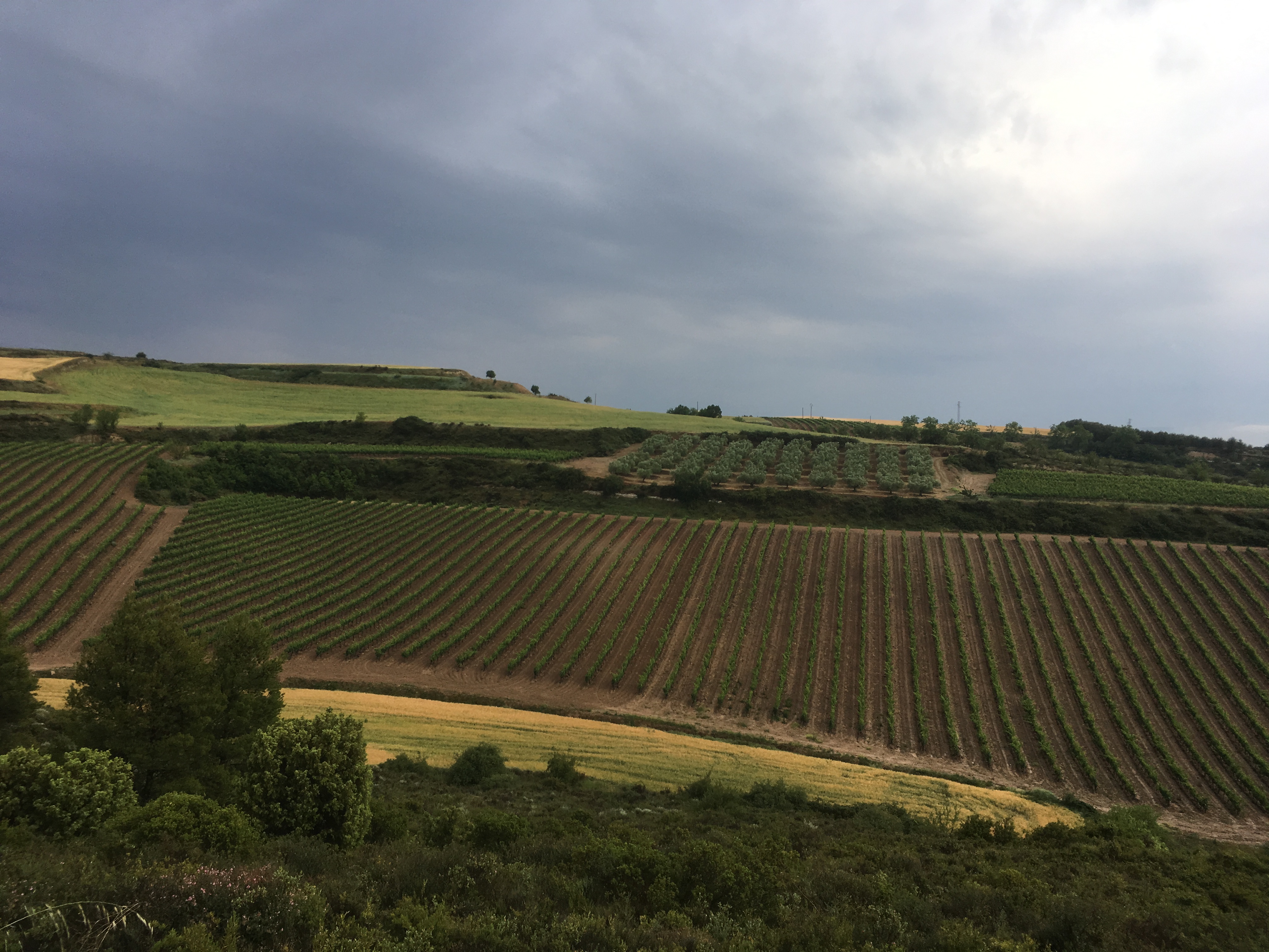 Rioja-Landschaft bei Logrono