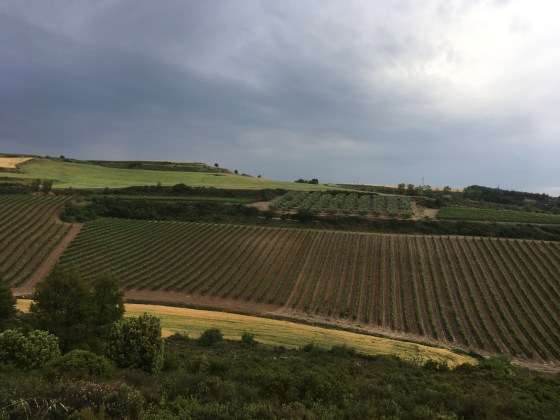 Rioja-Landschaft bei Logrono
