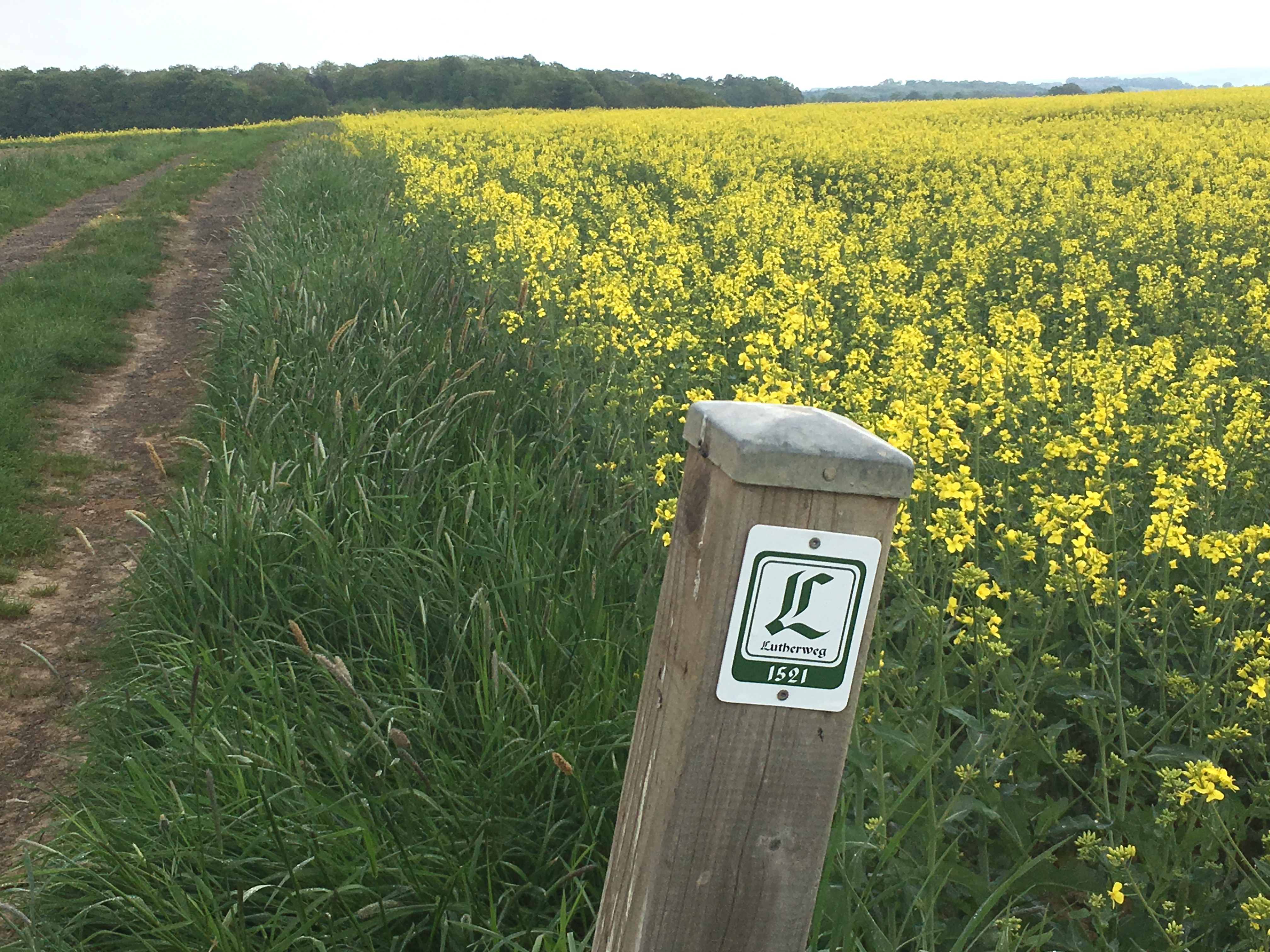 Blick über Rapsfelder im Vogelsberg